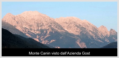 canin canin